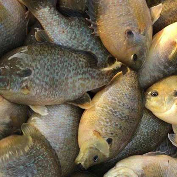 Sou entènèt jwèt Jele Dory Pwason