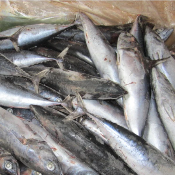 Ton Jele Bonito Skipjack